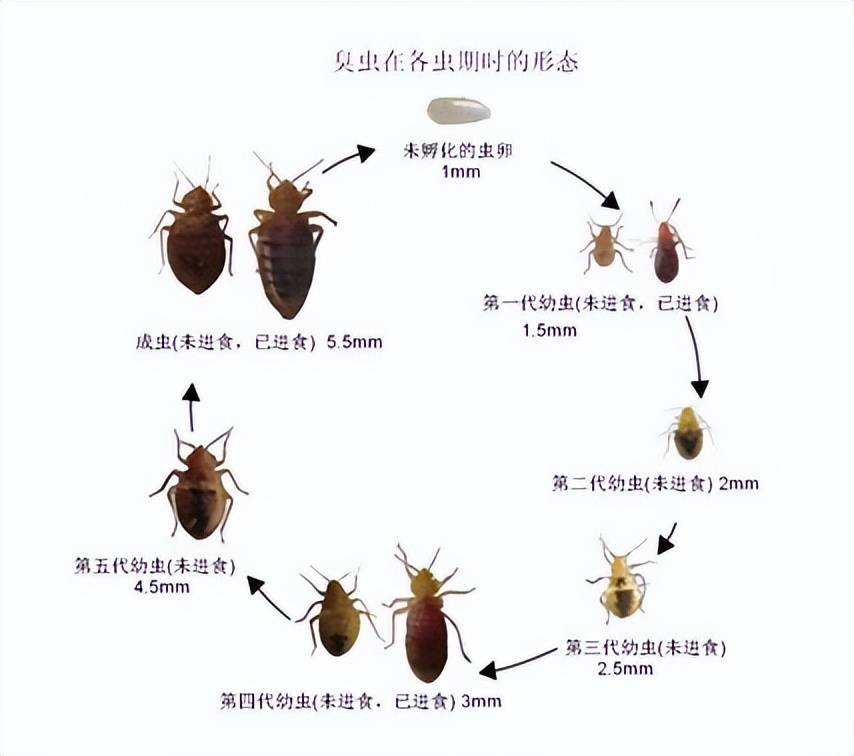 欧洲:欧洲多国爆发臭虫危机！在我国快要销声匿迹欧洲，为何在欧洲肆虐？